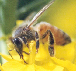 菜の花の蜜を吸うミツバチ。蜜を吸うときにオシベに触れ花粉が身体の表面の毛に付着する。